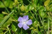 Vinca major