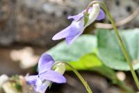 Viola riviniana