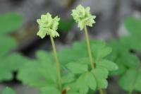 Adoxa moschatellina