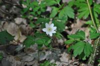 Anemone nemorosa