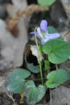 Viola riviniana