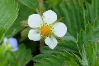 Fragaria vesca