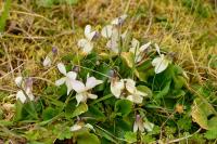 Viola hirta
