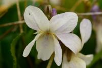 Viola hirta