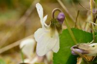 Viola hirta
