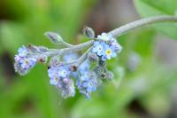 Myosotis arvensis