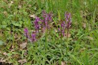 Orchis mascula