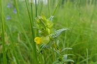 Rhinanthus minor