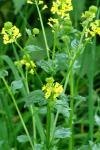 Barbarea vulgaris