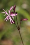 Lychnis flos-cuculi