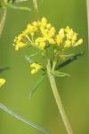 Galium verum