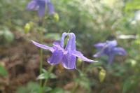 Aquilegia vulgaris