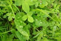 Pulmonaria