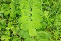 Polygonatum multiflorum