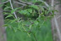 Juglans regia