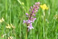 Gymnadenia conopsea
