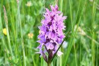 Dactylorhiza praetermissa