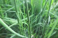 Oenanthe peucedanifolia