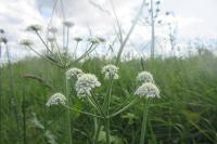 Oenanthe peucedanifolia