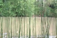 Schoenoplectus lacustris