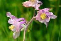 Aquilegia vulgaris