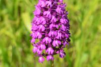 Anacamptis pyramidalis