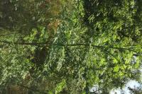 Conium maculatum