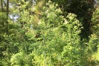 Conium maculatum