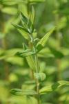 Hypericum hirsutum