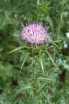 Silybum marianum