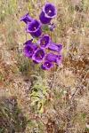 Campanula medium