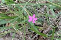 Dianthus armeria