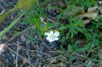 Achillea ptarmica