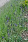 Muscari comosum