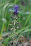 Muscari comosum