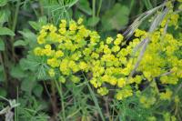 Euphorbia cyparissias