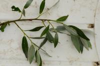 Salix fragilis