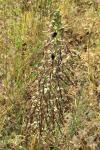 Himantoglossum hircinum