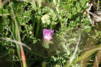 Cirsium acaulon