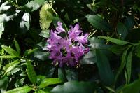 Rhododendron ponticum