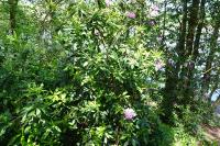 Rhododendron ponticum