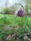 Fritillaria meleagris