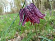 Fritillaria meleagris