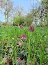 Fritillaria meleagris