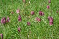 Fritillaria meleagris