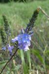 Veronica teucrium