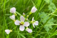 Cardamine pratensis