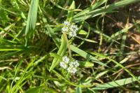 Valerianella locusta