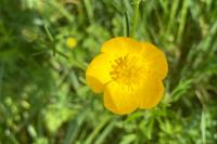 Ranunculus acris