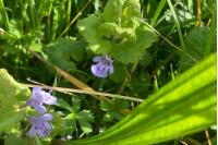 Glechoma hederacea